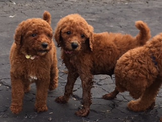 Akc Standard Poodles In Central Ohio
